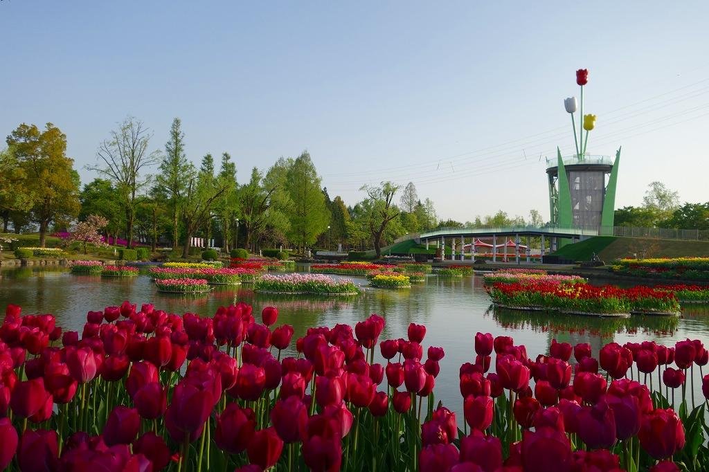 🌷 도나미 튤립 공원(도나미 튤립 코엔) 이미지 9